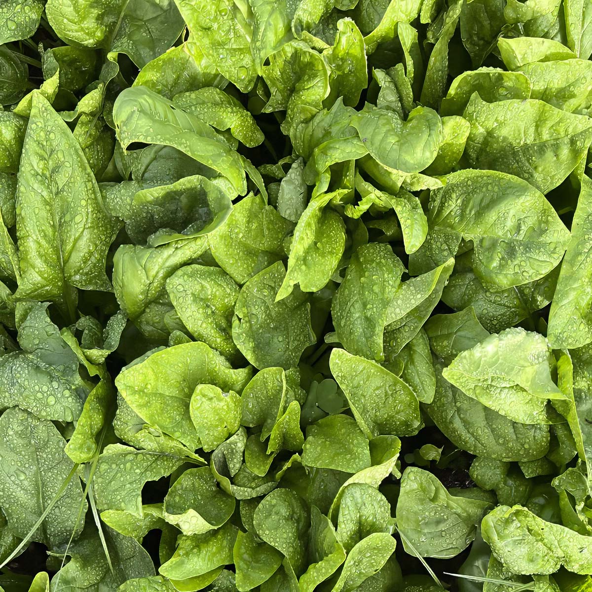 Leafy Spinach Fresh product placeholder