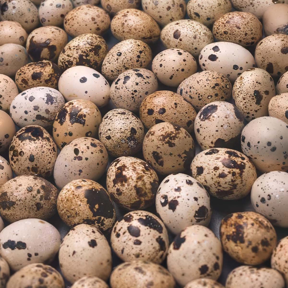 Fresh Eggs Quail product placeholder